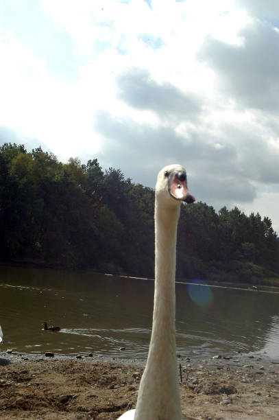 istock white swan, a flying bird 1292099387