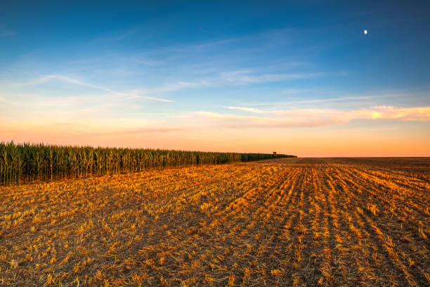 istock Lookout tower between corn field and empty field after harvesting. 1292099450