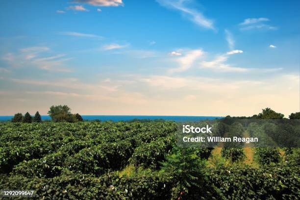 Grape Vineyard Along Lake Erieupstate New York Stock Photo - Download Image Now - New York State, Vineyard, Lake Erie