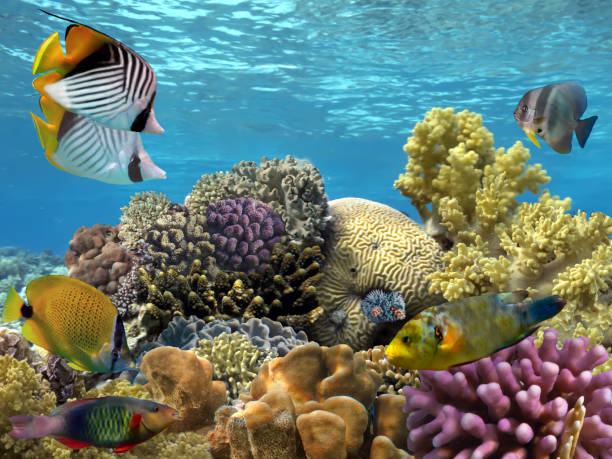 istock Coral Reef and Tropical Fish. Red Sea. Egypt 1292099949