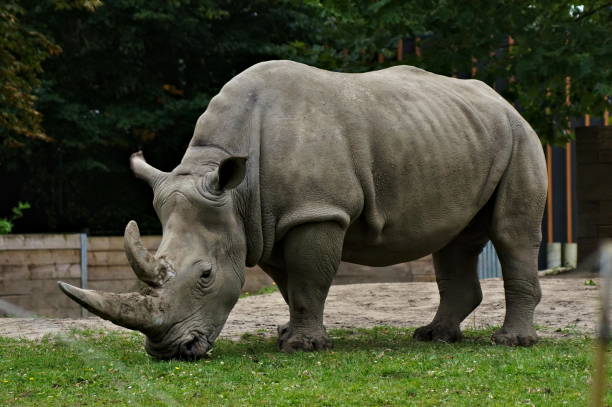 White Rhino Grazing Stock Photos, Pictures & Royalty-Free Images - iStock White Rhino Grazing Stock Photos, Pictures & Royalty-Free Images - iStock