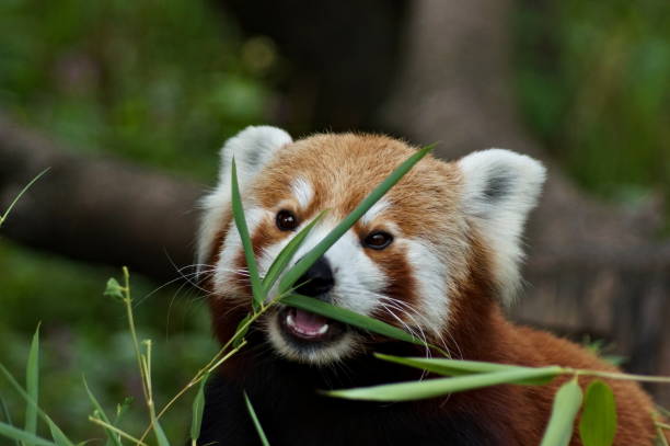 istock Little cute red panda eating 1292101019