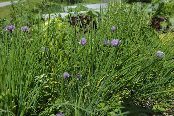 istock Chives, a herb used in cooking 1292102301