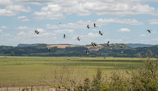 Flight. Rural landscape. Lowland rice production. Flock of storks (Ciconia maguari). Birds native to southern Brazil. Pampa Biome Fields. Wild fauna. White birds.