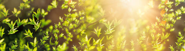 istock Fresh green spring leaves in forest lit by sun rays (sunbeams) 1292104373