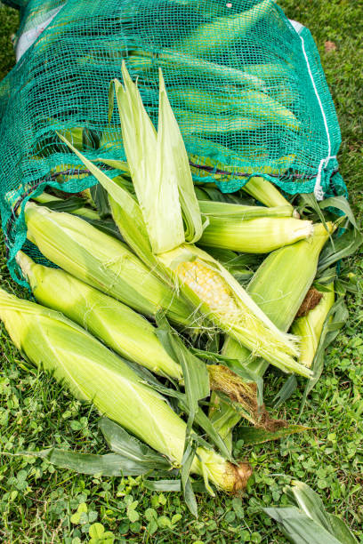 worek świeżej kukurydzy na kolbie. niegotowane kolby kukurydzy w dużej torbie na zewnątrz na imprezę łuskania kukurydzy (épluchette). - corn on the cobb zdjęcia i obrazy z banku zdjęć