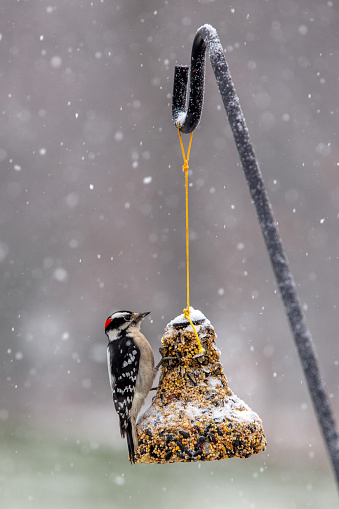 Downy woodpecker on a seasonal wreath