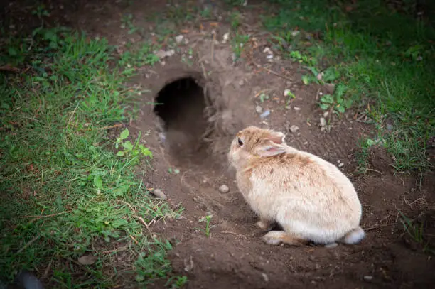 Little fat rabbit sits in front of his cave