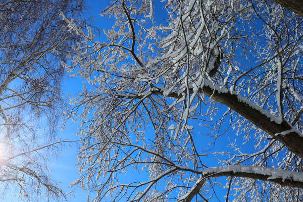 istock Snow covered tree on a winter sunny day. 1292106156