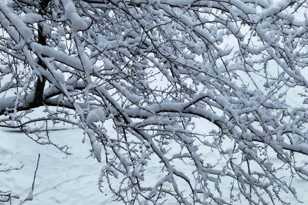 istock Winter landscape with trees and snow. 1292106261