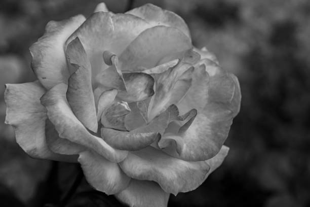 istock Italian plants and flowers 1292106273