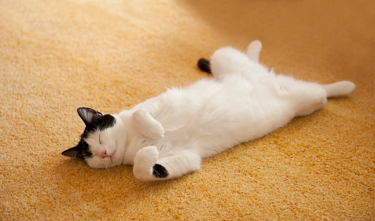 A cat lying on its back sleeps completely relaxed