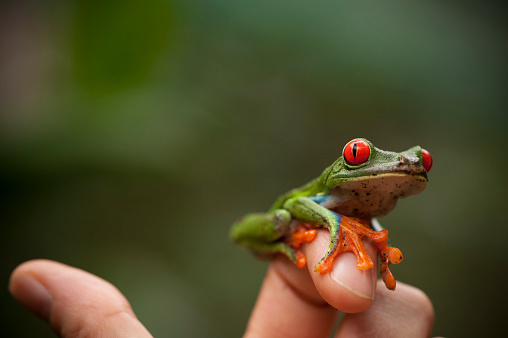 Little green frog sits on a woman's finger