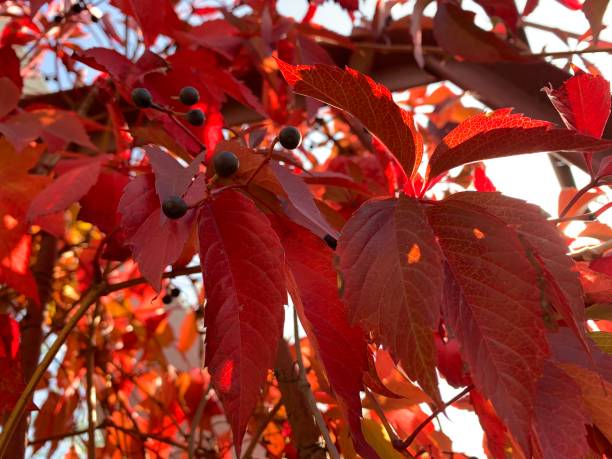 istock Red leave of vine 1292107695