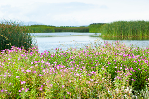 beautiful flowers with grass in lake