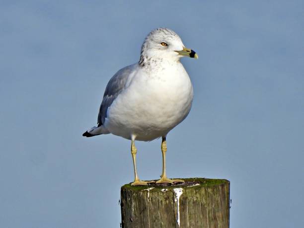 istock Ring-billed Gull (Larus delawarensis) resting on a wood pile in a lake 1292108487