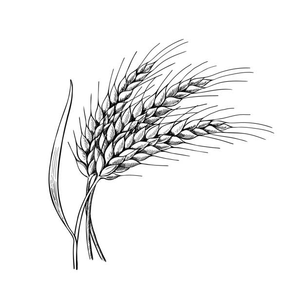 Wheat ears with leaves hand drawn vector illustration, Three spikelets of rye, barley. Sheaf of grain. Cereal crop symbol, grain culture icon, Bakery food sketch logo.