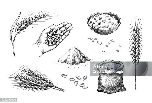Frumento Tirato A Mano Chiocciole Di Cereali Orzo In Mano - Immagini vettoriali stock e altre immagini di Grano - Graminacee