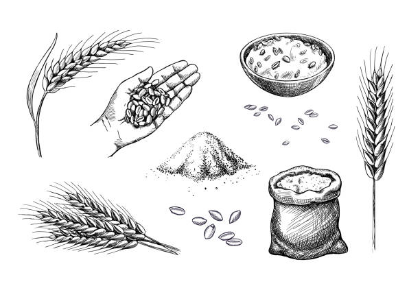 ręcznie rysowana pszenica. kolce zbożowe jęczmień w ręku - cereal plant illustrations stock illustrations