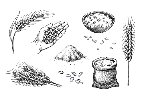 Hand drawn wheat. Cereal spikelets barley in hand, rye in bag, Wheat ear spikes and seed. Food sketch. Grains plants in bag. Vector engraving illustration.