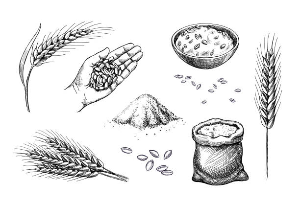 Hand drawn wheat. Cereal spikelets barley in hand Hand drawn wheat. Cereal spikelets barley in hand, rye in bag, Wheat ear spikes and seed. Food sketch. Grains plants in bag. Vector engraving illustration. crop plant illustrations stock illustrations