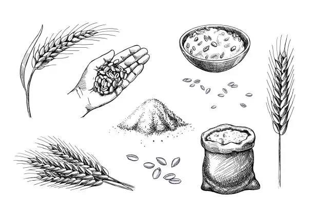 Vector illustration of Hand drawn wheat. Cereal spikelets barley in hand