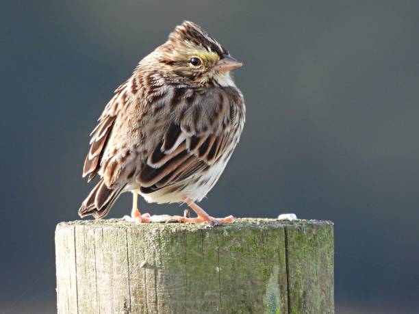 savannah sparrow (passerculus sandwichensis) encaramada en un poste de madera en florida - passerculus fotografías e imágenes de stock