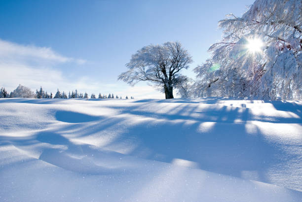 아름다운 겨울 샷 - park snow tree back lit 뉴스 사진 이미지
