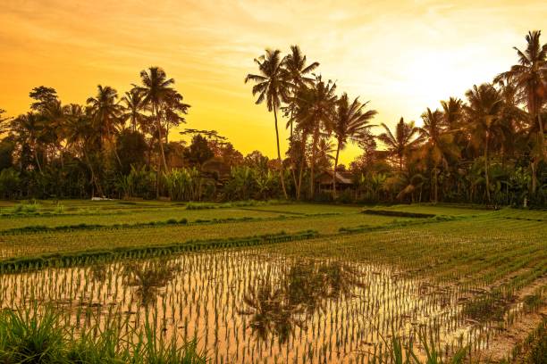 Rice paddies near Ubud, Bali,Indonesia Beautiful  landscape with rice fields , palm trees  and banana trees during sunset. banana tree stock pictures, royalty-free photos & images