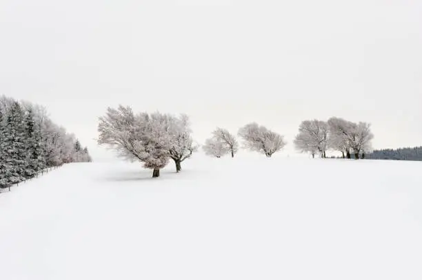 Thick snowy trees on a winter's day