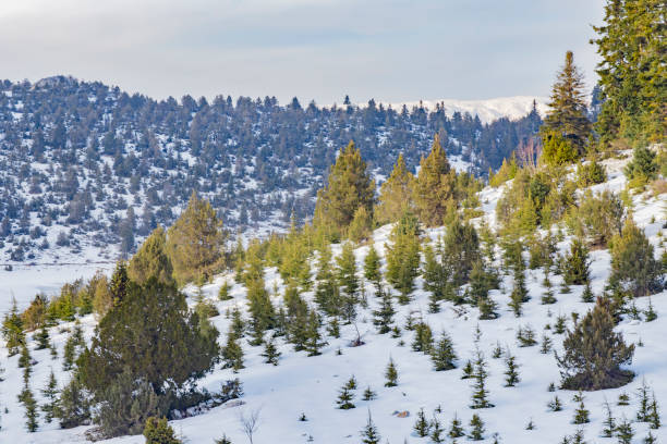 istock The mountain with pine tree in Turkey. 1292114304