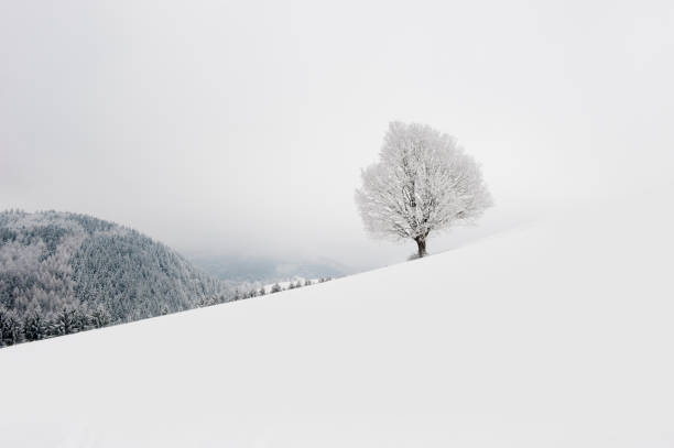istock Winter idyll in the Black Forest 1292114943