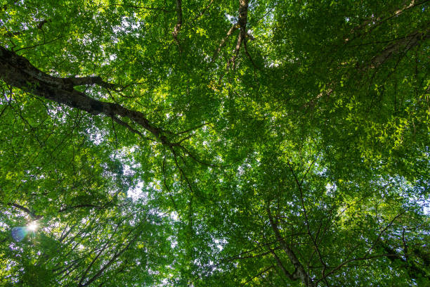 istock tree crowns with green leaves on a summer day view from below 1292115365