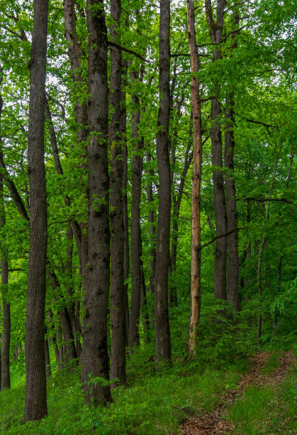 istock long trunks of oak trees in the summer forest 1292115368