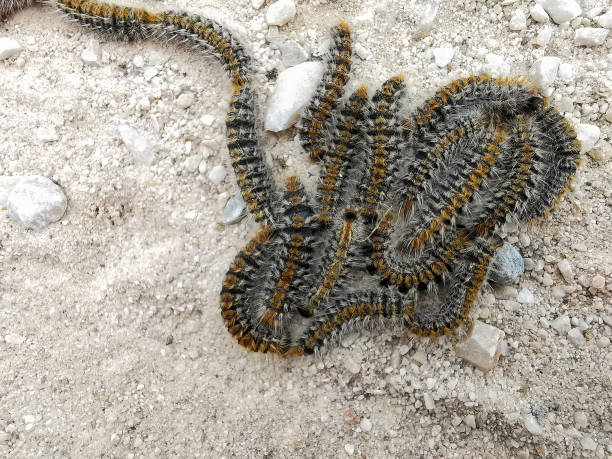 istock Pine processionary caterpillars moving in line on the ground 1292116251