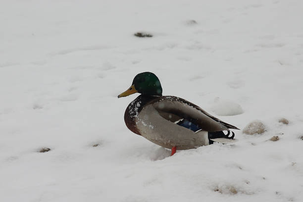 istock duck on a winter bank in a snowfall 1292117193