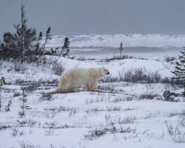 istock Large, lone polar bear on the snow 1292117960