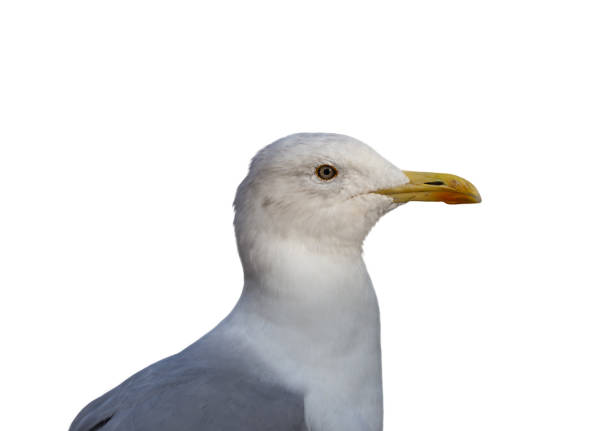 istock Seagull seabird portrait in profile isolated on white background 1292118301