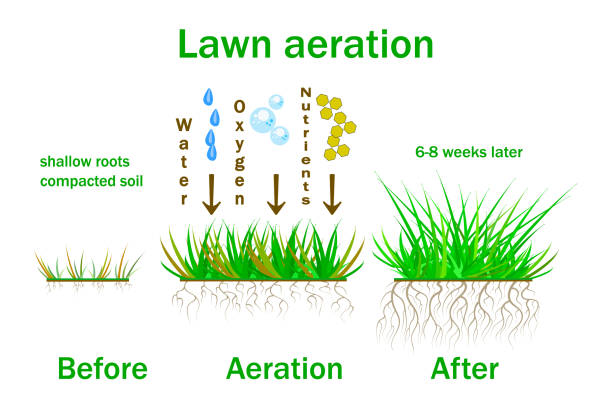 Lawn aeration. Lawn aeration stage illustration. Before and after aeration. Lawn grass care service, gardening and landscape design. vector art illustration