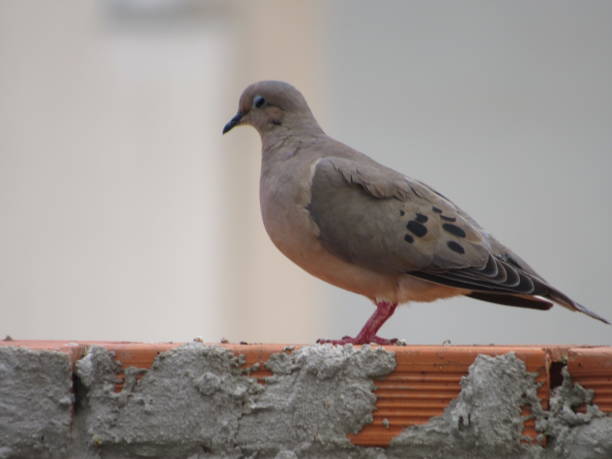 istock An eared dove (Zenaida auriculata) on the concrete wall 1292119649