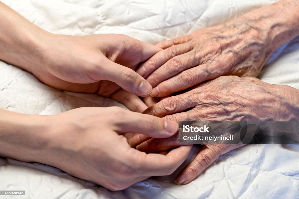 Old and young hands. Hands of an old woman-82 years in the young hands of a grandson Aging Process Stock Photo
