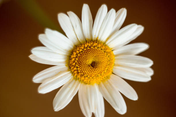 istock soft light close-up of chamomile or chamomile flowers on a dark background. Shallow depth of field. Macro... 1292121676