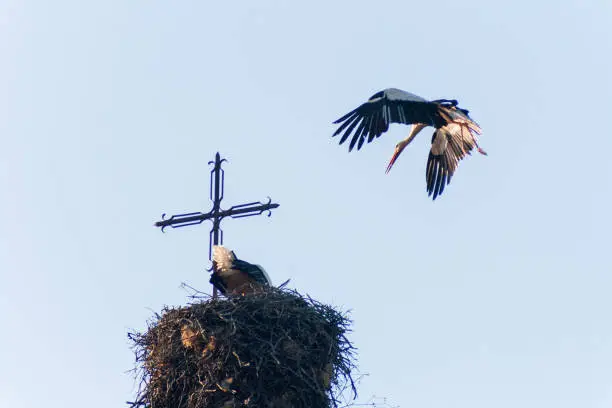 Two storks in their nest at the evening time.Animals