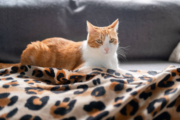 gatto marrone e bianco con gli occhi gialli sdraiati su una coperta di leopardo. da vicino - domestic cat undomesticated cat window house foto e immagini stock