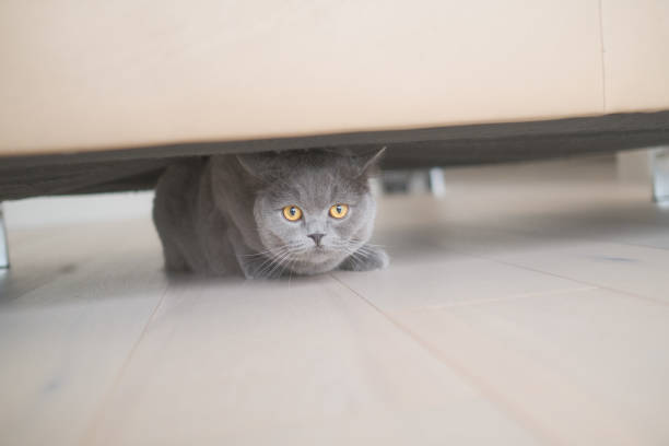 istock Cat Sneaking Cateyes British shorthair grey cat hiding 1292122969