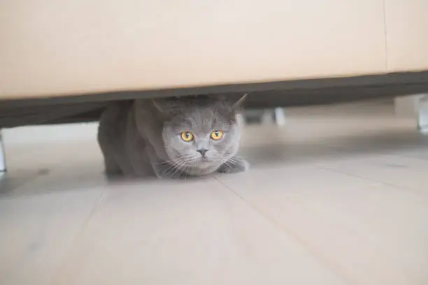 Cat Sneaking Cateyes British shorthair grey cat hiding under the couch