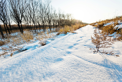 The forest footpath covering with snow.