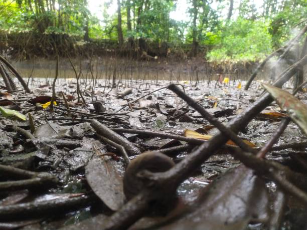 istock The mangrove wetlands 1292124132