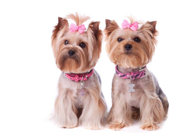 yorkshire terrier perro amigos en un fondo blanco - yorkshire terrier mini fotografías e imágenes de stock