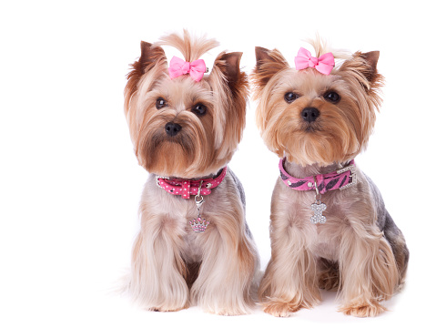 Black and White Yorkie on Light Brown Cloth Background